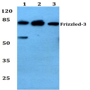 Frizzled-3 (L180) pAb