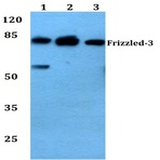 Frizzled-3 (L180) pAb