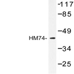 HM74 (T327) pAb