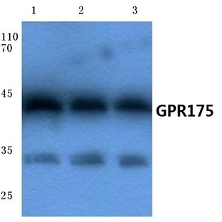 GPR175 (V230) pAb