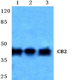 CB2 (R334) pAb