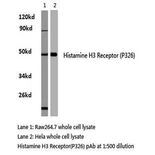 Histamine H3 Receptor (P326) pAb