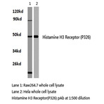 Bs2627_wb