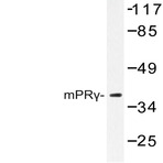 mPR(gamma) (E329) pAb