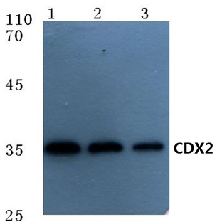 CDX2 (S283) pAb