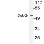 Dok-2 (R293) pAb