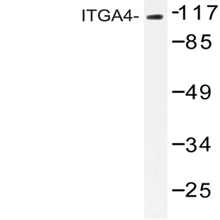 Integrin (alpha)4 (N1023) pAb