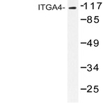 Integrin (alpha)4 (N1023) pAb