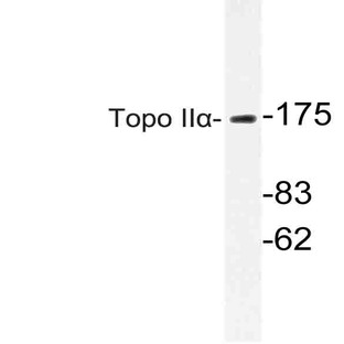 Topo II(alpha) (E1102) pAb