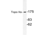 Topo II(alpha) (E1102) pAb