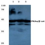 PKA(alpha)/(beta) cat (K17) pAb