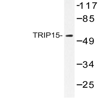 TRIP15 (A207) pAb