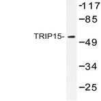 TRIP15 (A207) pAb