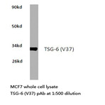 TSG-6 (V37) pAb