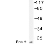 Rho H (M134) pAb