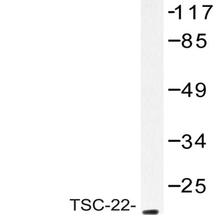 TSC22 (E73) pAb