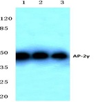 AP-2(gamma) (A436) pAb