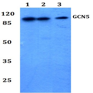 GCN5 (G720) pAb