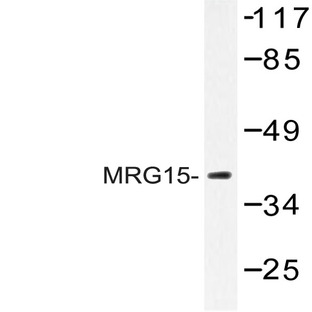 MRG15 (R56) pAb