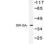 SR-5A (P241) pAb