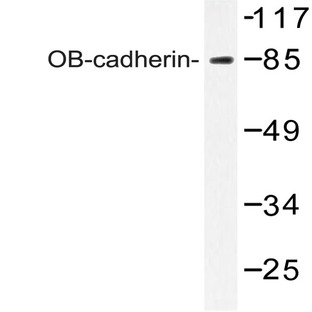 OB-cadherin (K444) pAb