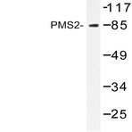 PMS2 (D483) pAb