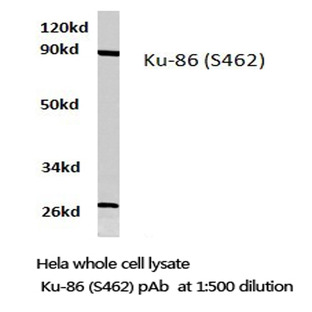 Ku-86 (S462) pAb