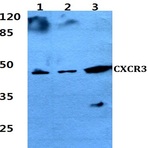 CXCR-3 (H202) pAb