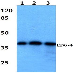 EDG-4 (Q330) pAb