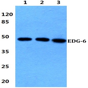 EDG-6 (S368) pAb