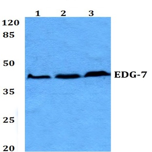 EDG-7 (L148) pAb