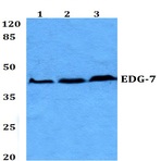 EDG-7 (L148) pAb