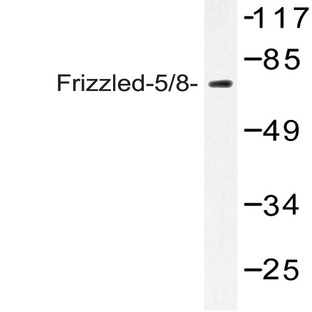 Frizzled-5/8 (W73) pAb