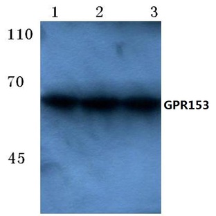 GPR153 (E234) pAb