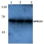 GPR153 (E234) pAb