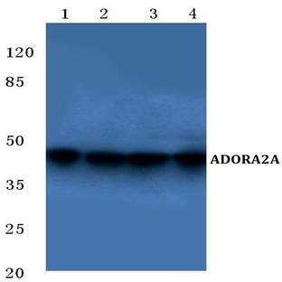 ADORA2A (Y361) pAb