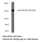 mAChR M1 (R336) pAb