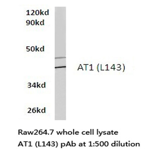 AT1 (L143) pAb