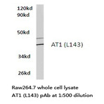 Bs2709_wb