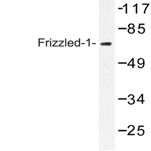 Frizzled-1 (Q54) pAb 