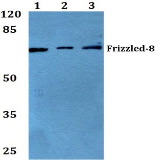 Frizzled-8 (K528) pAb