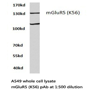 mGluR-5 (K56) pAb