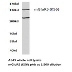 mGluR-5 (K56) pAb