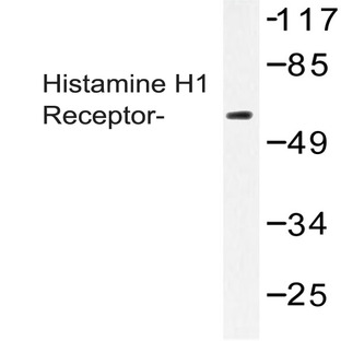 Histamine H1 Receptor (K179) pAb