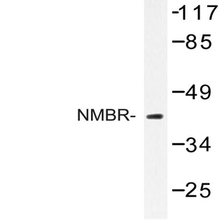 NMBR (L264) pAb