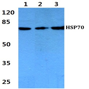 HSP70 (Y41) pAb