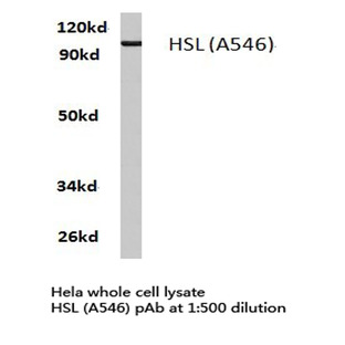 HSL (A546) pAb