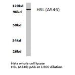 HSL (A546) pAb