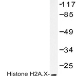 Histone H2A.X (K128) pAb