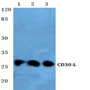 CD30-L (Q103) pAb